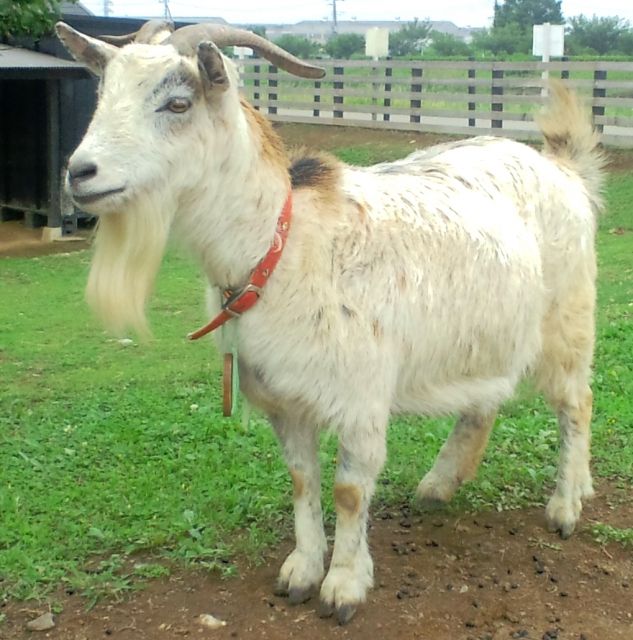 ヤギは岩山に棲んでいて木登りも得意である 私設見逃してもいい動物園 楽天ブログ