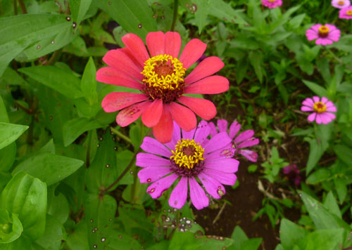 花.jpg