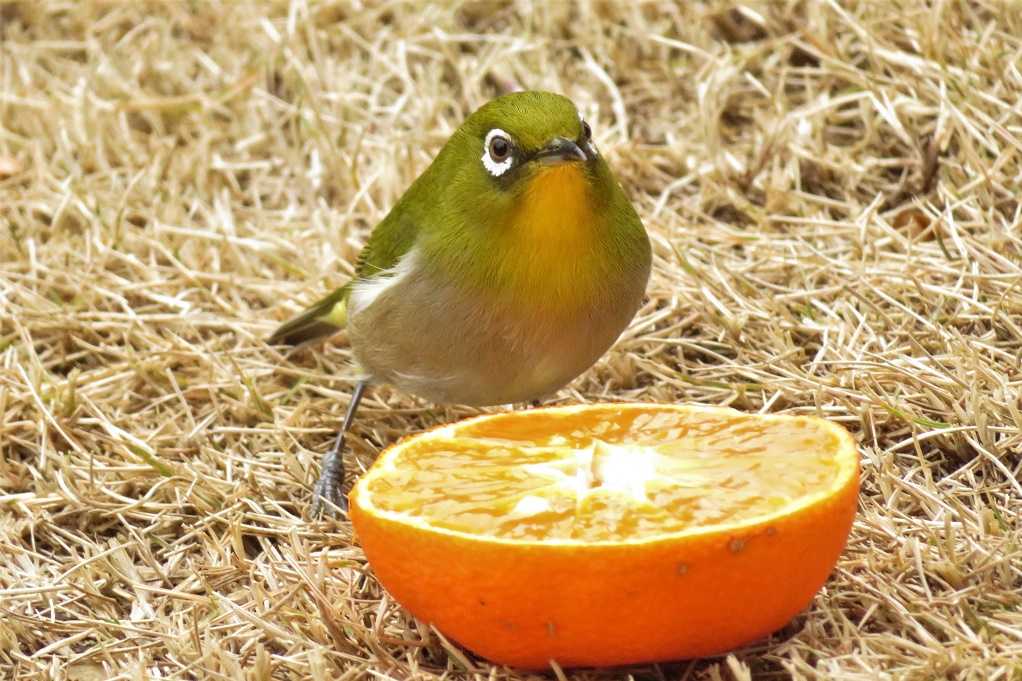 庭の鳥;紅梅メジロ、蜜柑メシロ、ヒヨドリ、エナガ。庭の花;黄色いバラ。 | 大分金太郎の花鳥蝶月 - 楽天ブログ