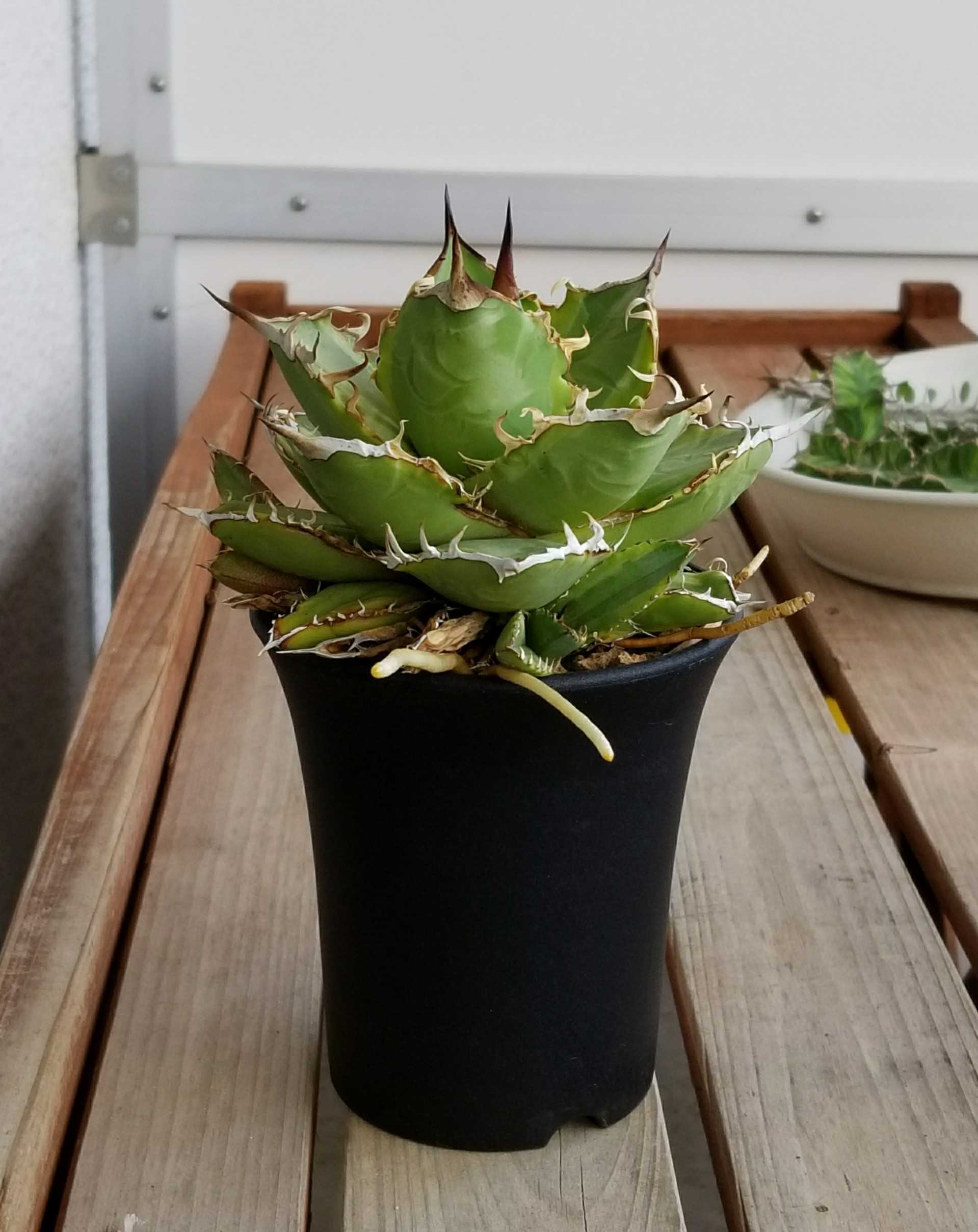 チタノータを植え替える デルオの多肉日記 楽天ブログ