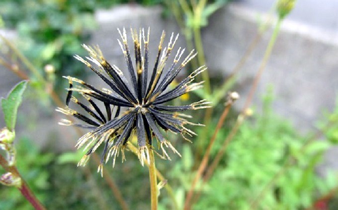 コセンダングサ（小栴檀草）