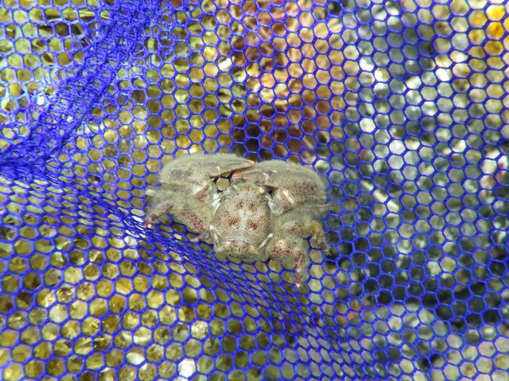 串本磯採集2023年7月下旬45　ケブカカニダマシ（Petrolisthes pubescens）