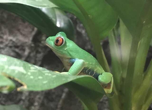 目 瞬膜 が虎柄 かっこいい アカメアマガエル 今日は誰と会えるかな だいたい東山動植物園 楽天ブログ