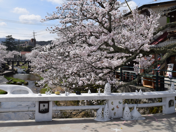 桜情報 平成29年4月 玉造温泉街桜 満開 島根県 玉造温泉 ホテル玉泉のブログ 楽天ブログ