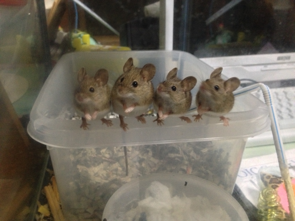 かやねずみ