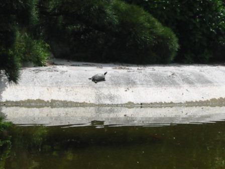 保和苑の池にいるカメ.jpg