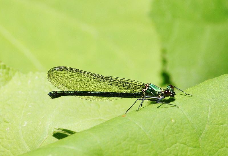 IMG_0763 (800x549).jpg