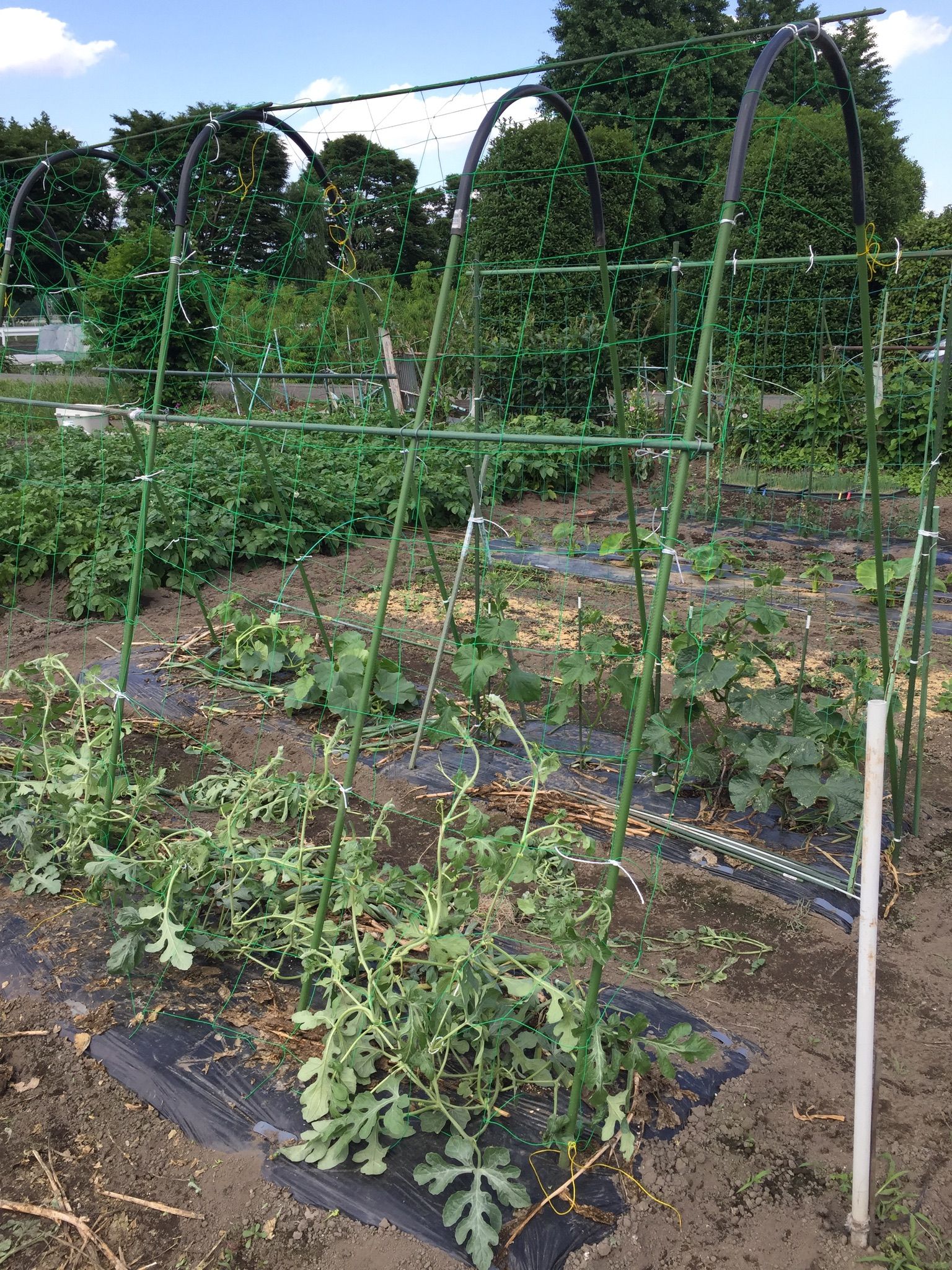 スイカ メロン 空中栽培開始しました ちょろ松の家庭菜園奮闘記 楽天ブログ
