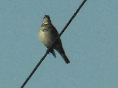 conv0196.JPG