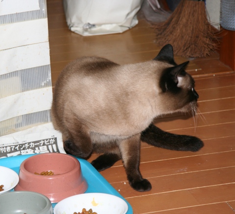 20130602ｶﾞﾝ02.jpg