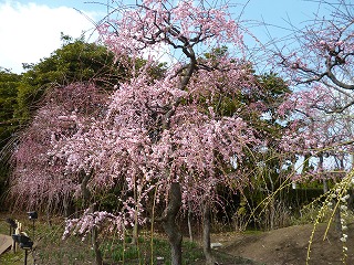 P1310127ss.jpg