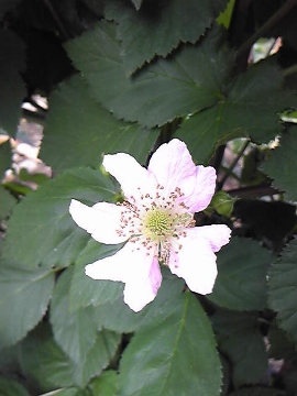 130515_073904 (270x360).jpg