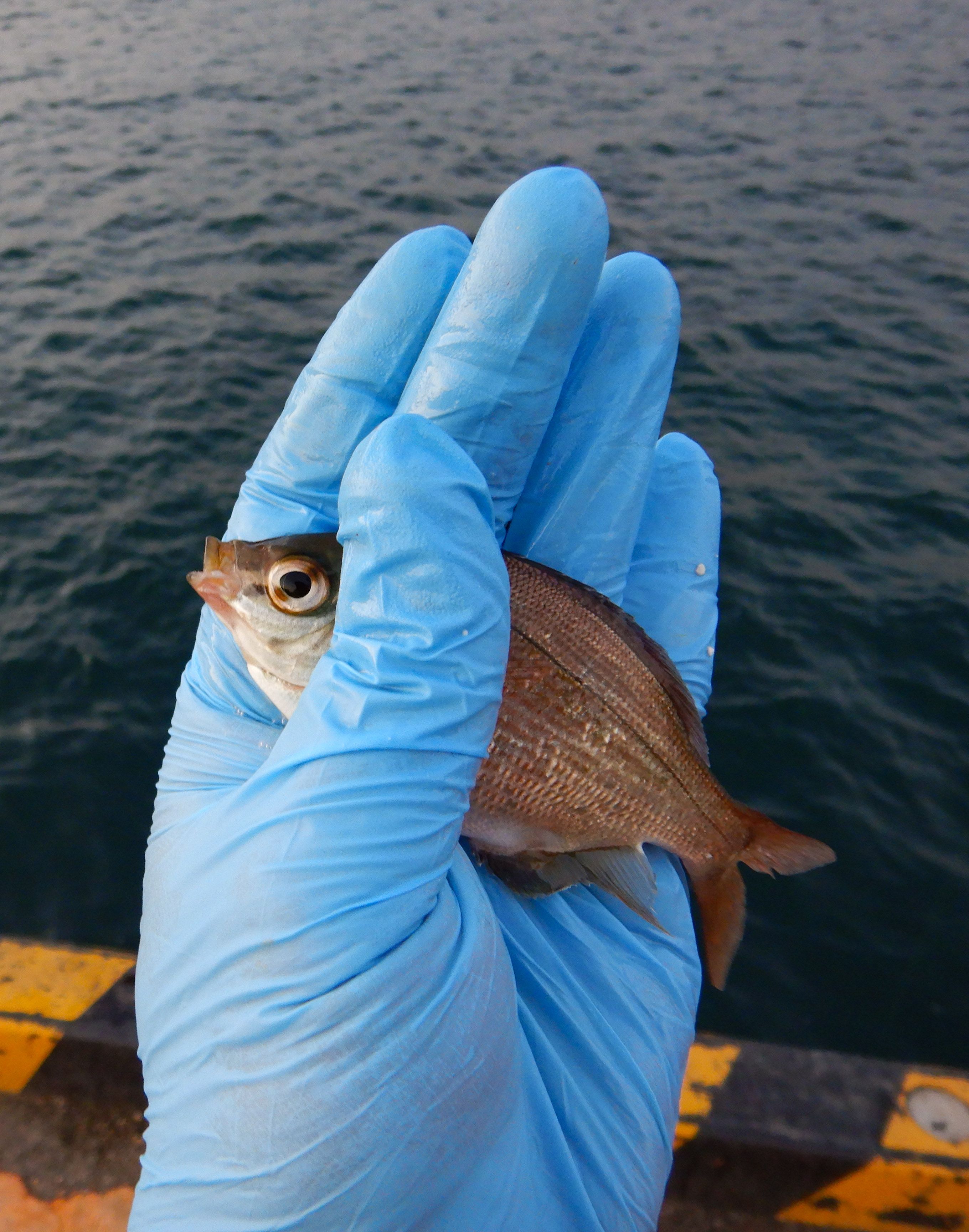 午後から江ノ島でちょい釣り カワハギ27cmが釣れて嬉しかった Gato Negro 安心してください 毛玉 吐いてますよ 楽天ブログ