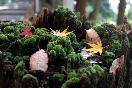 12月-1 GREEN MOUNTAIN