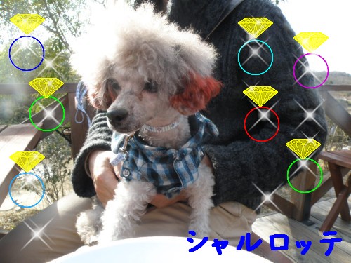 ｼｬﾙﾛｯﾃ.JPG