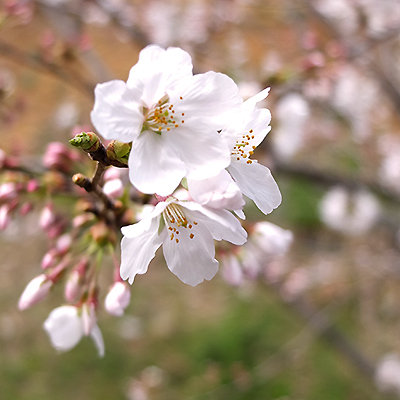 アピオの桜