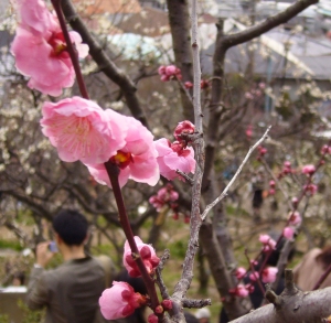 梅の花開花　岡本梅林公園