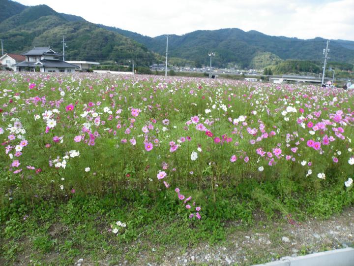 岡山車iコスモス畑.JPG