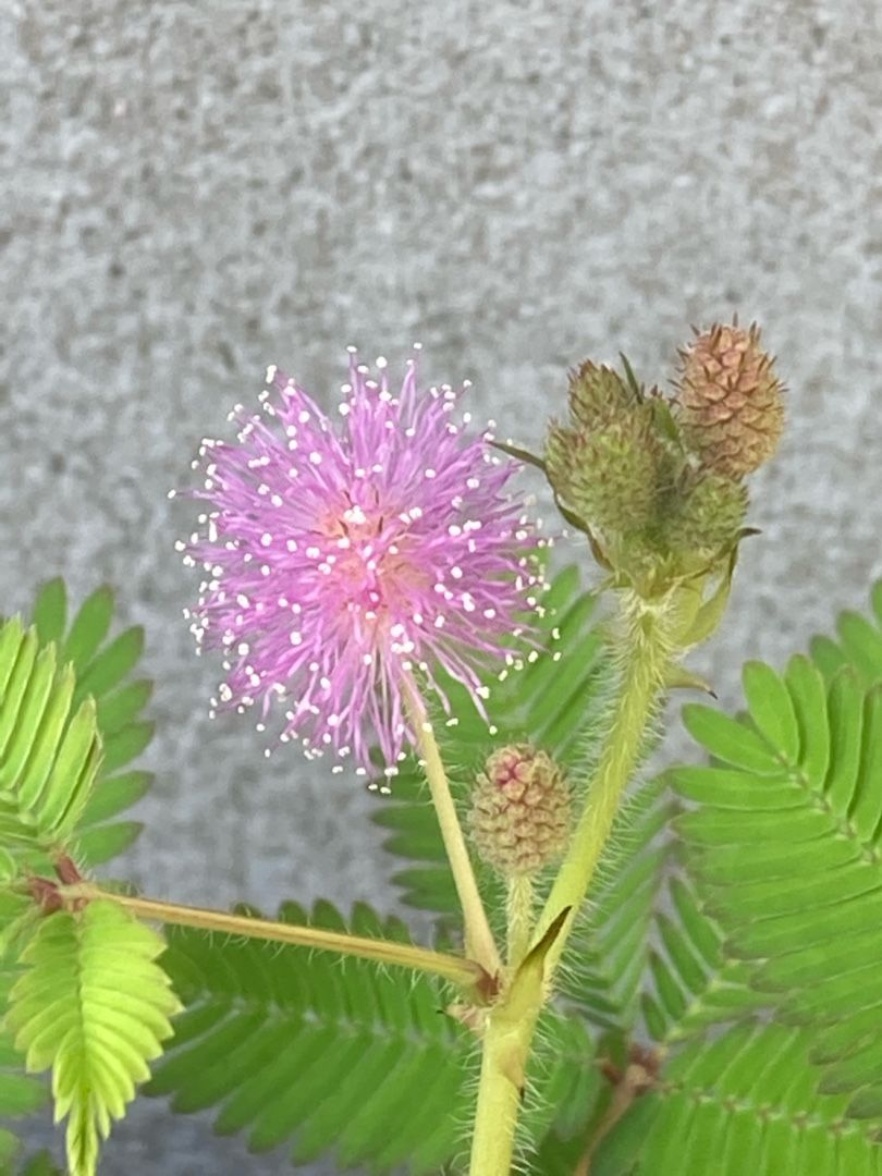 オジギソウの花が咲いたよ りんすいのブログ 楽天ブログ