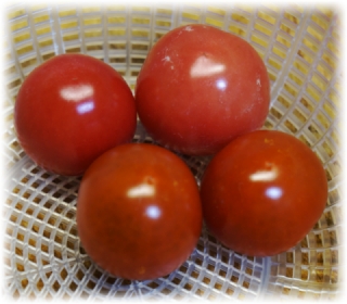 プチトマト二種