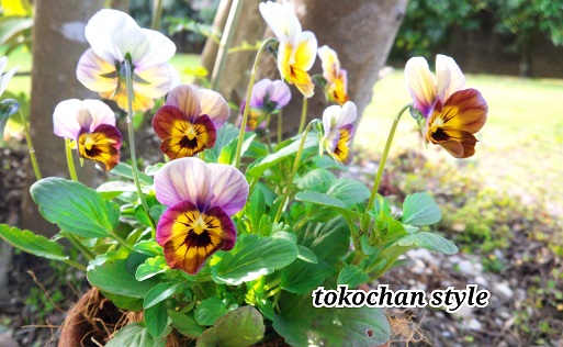 2014-11-14-09-05-54_deco.jpg
