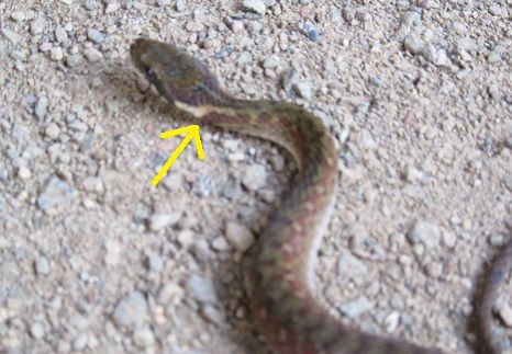 小学生が蛇に噛まれる ヤマカガシ 田舎のブログ 楽天ブログ