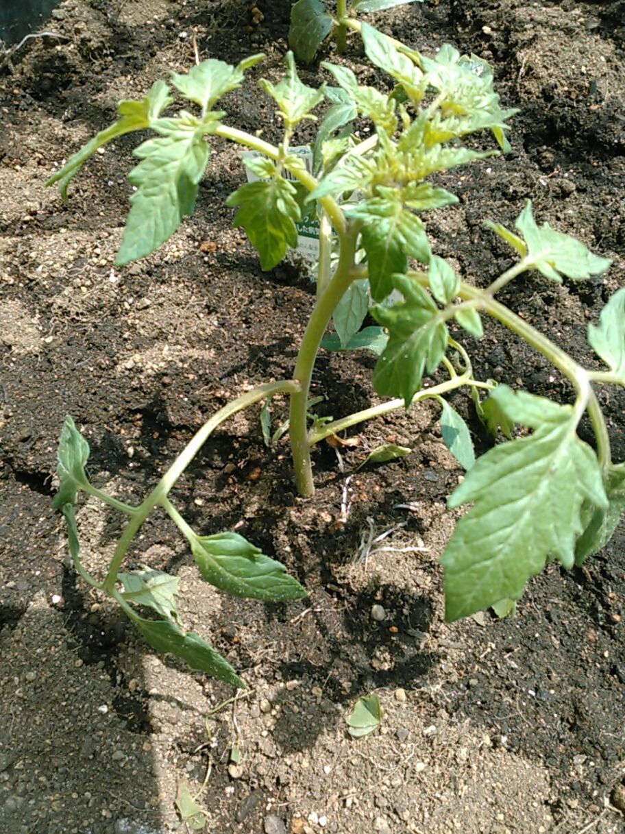 夏野菜の苗を植えました なんでもないまいにち 楽天ブログ