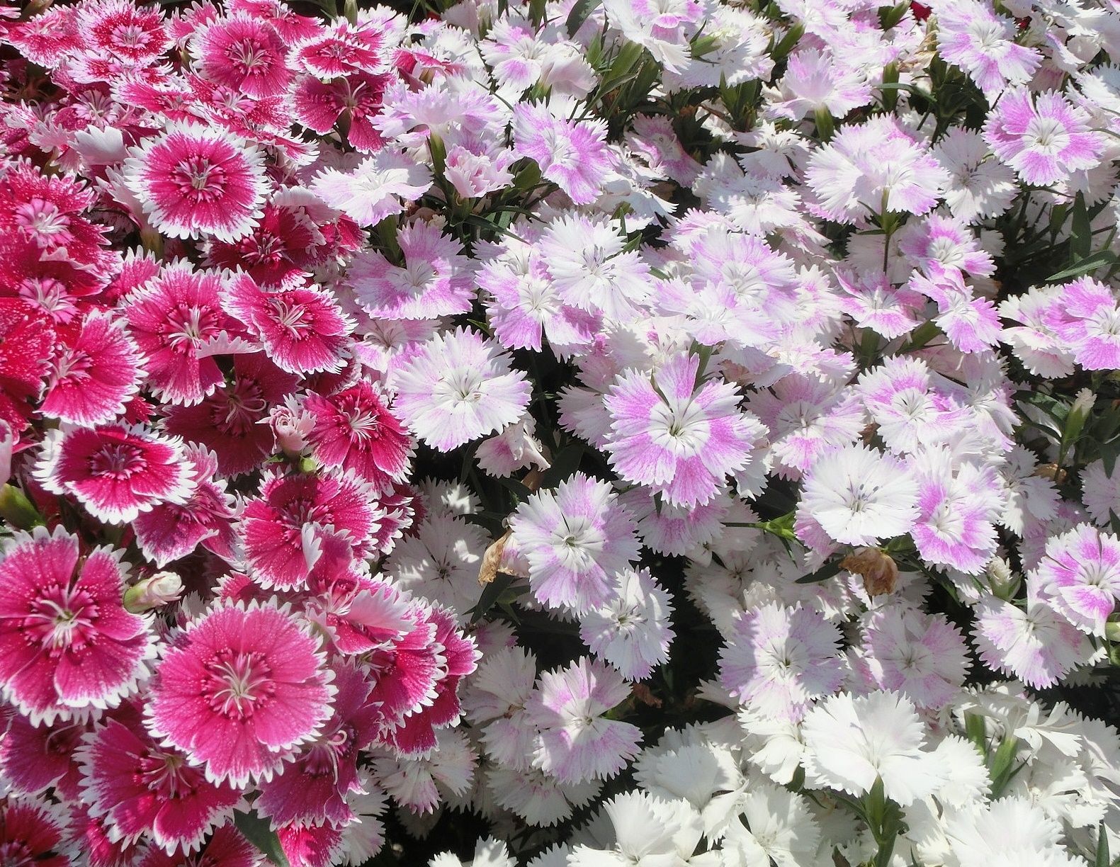 京都府立植物園で見た花 ダイアンサス フロックス だい のひとりごと 楽天ブログ