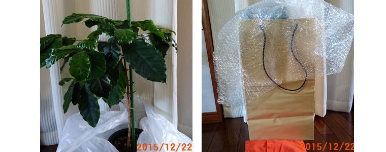 １２／２２コーヒーの木を届けに.jpg