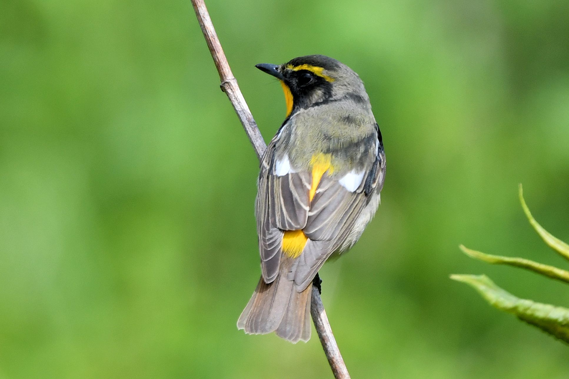 キビタキ　レジンヘアゴム　夏鳥　野鳥 キビタキレジンヘアゴム夏鳥野鳥