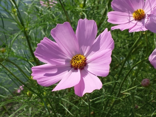 20150912_084628 (500x377).jpg
