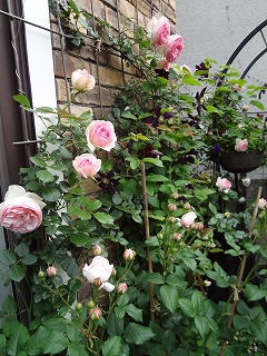 DSC01133.jpg