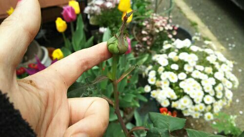 rblog-20180408004709-03.jpg