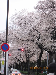 桜