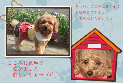 犬小屋