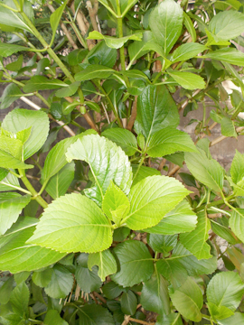 DSCN5682.jpg