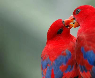 鳥のキス.jpg