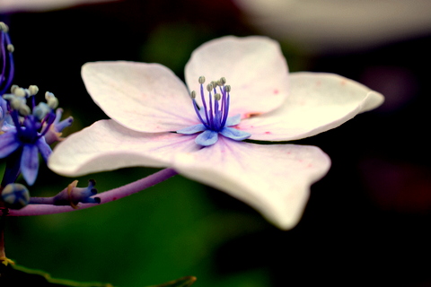 萼の花・横-2