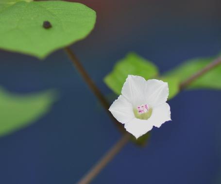 野の朝顔.jpg