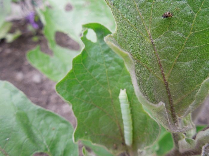 ピーマン ナスの虫被害拡大中 あくびむすめの家庭菜園便り 楽天ブログ