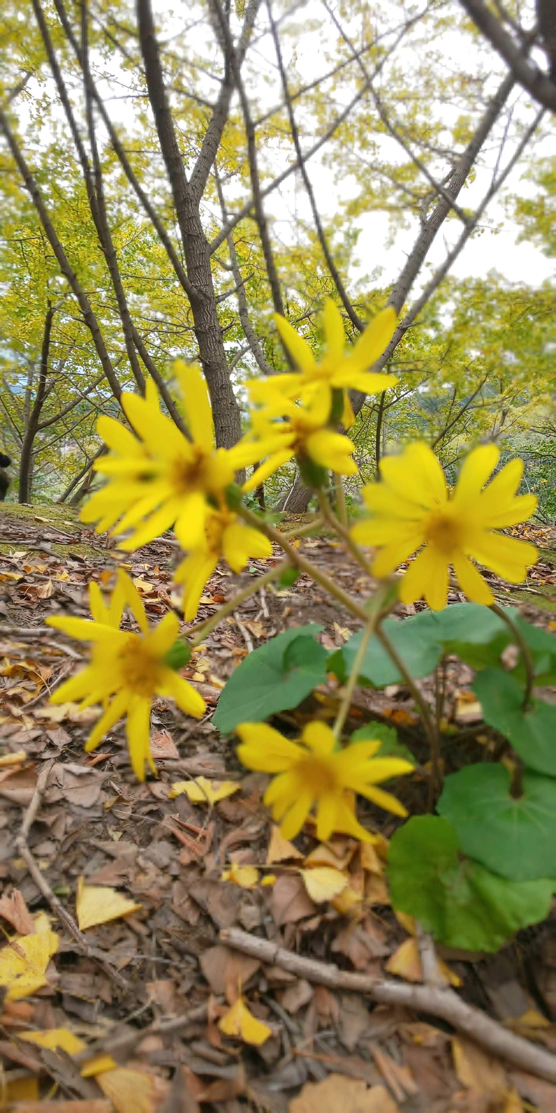 垂水千本イチョウ園 もものためいき 楽天ブログ