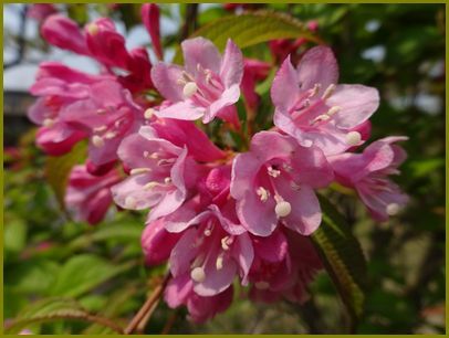 令和２年６月９日 谷空木色も晴れやかハーモニー 花の歳時記 天南星の魅力 山野草 楽天ブログ