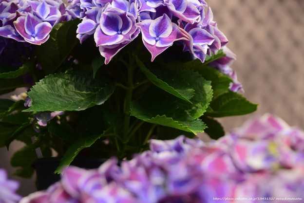 ということで東京編 その1 あんどぅ紫陽花＆サクラソウ8* | 今日の予定 - 楽天ブログ
