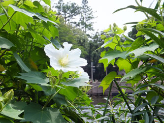 Flower108