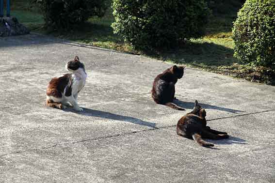 我が家のニャンコ♪2016/4/29-3