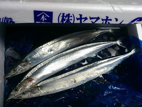 サンマ