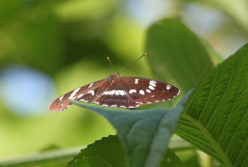 IMG_2982 (800x539).jpg