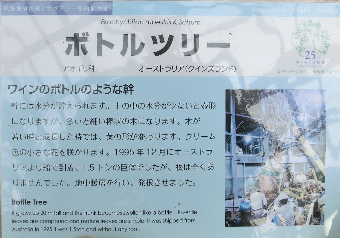 咲くやこの花館で見た ボトルツリー他 だい のひとりごと 楽天ブログ 咲くやこの花館で見た ボトルツリー他 だい のひとりごと 楽天ブログ