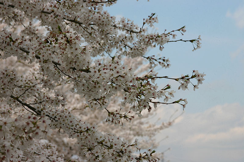 2014-04-06　桜３