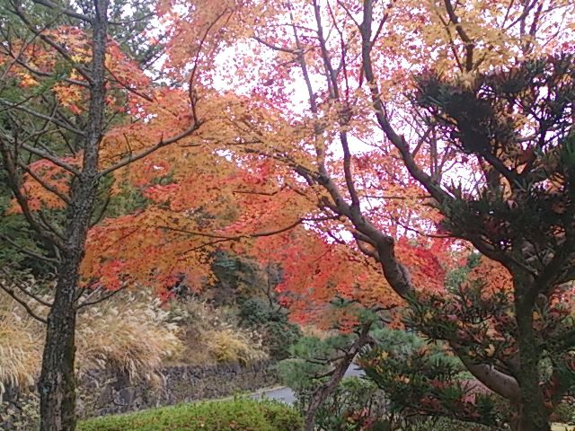 紅葉すぎた